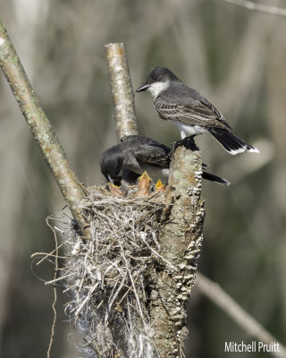 Eastern Kingbirds at Nest