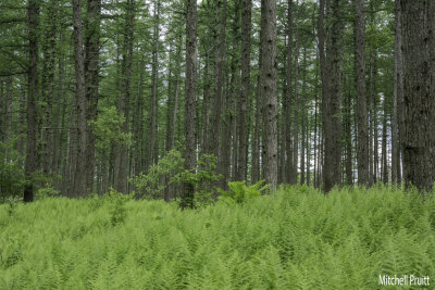 Ferns and Hemlocks