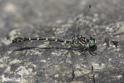 Eastern Least Clubtail (Stylogomphus albistylus)-male