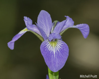 Harlequin Blue Flag (Iris versicolor)