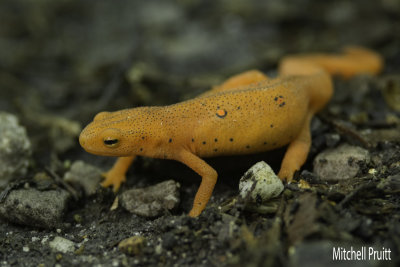 Eastern Newt (Notopthalmus viridescens)