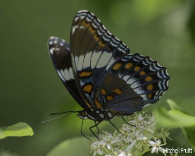White Admiral (Red-spotted Admiral)
