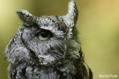 Eastern Screech-Owl