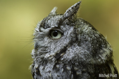 Eastern Screech-Owl