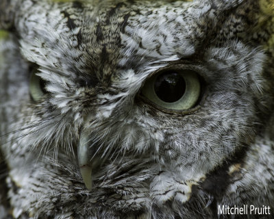 Eastern Screech-Owl