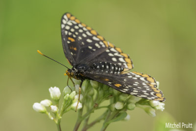 Baltimore Checkerspot (Euphydryas phaeton)