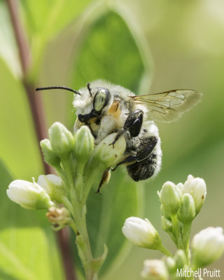 Bee (Family Megachilidae)