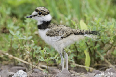 Killdeer Family