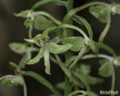 Lesser Round-leaved Orchid (Platanthera orbiculata)