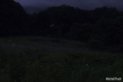 Fireflies II