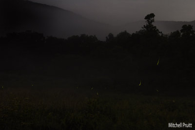 Fireflies III