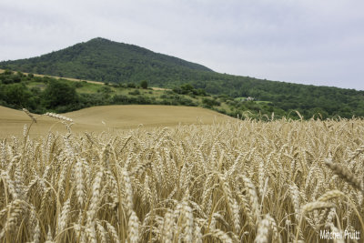 Wheat Fields Below the Pinnacle