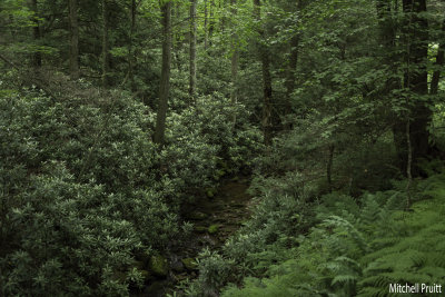 Pennsylvania Woodland