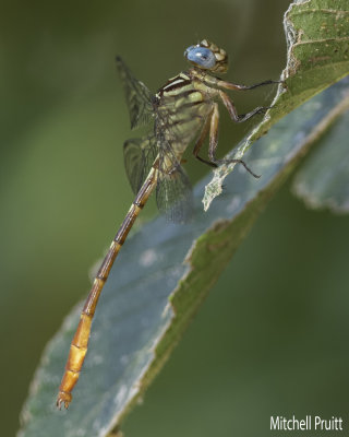 Russet-tipped Clubtail (Stylurus plagiatus)