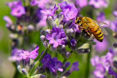 Abeille sur fleur de lavande