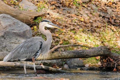 DSC_4083 .jpg