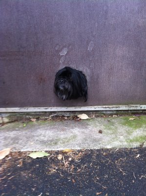 Little dog hole in Richmond