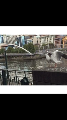 Birds on the yarra