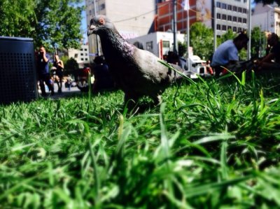 bird on grass