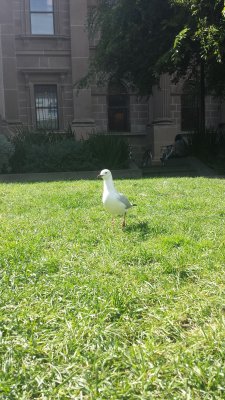 bird picture state library