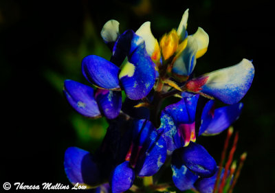 Texas Wildflowers and Misc