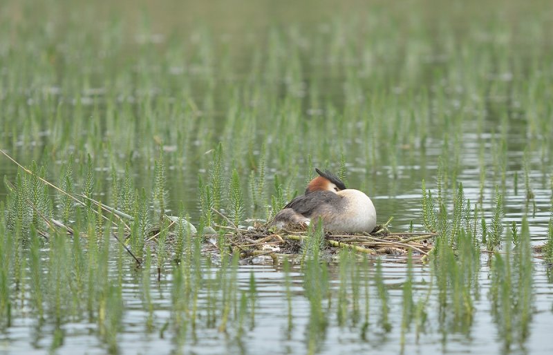 Nesting Great Crested Grebe