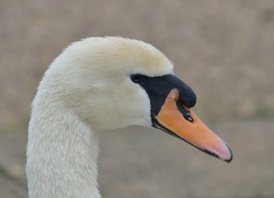 Mute Swan - portrait.
