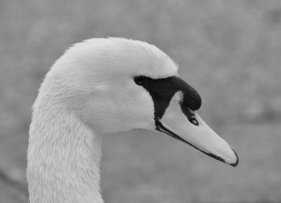 Mute Swan - portrait.