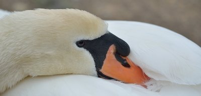 Mute Swan Portrait.