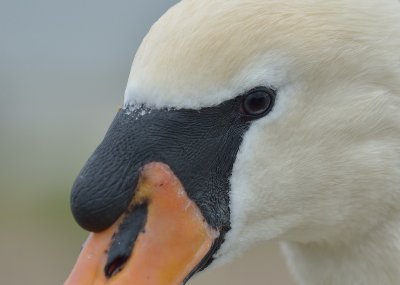 Mute Swan portrait.
