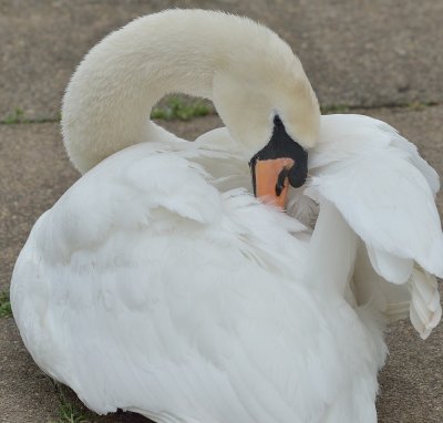 Mute Swan