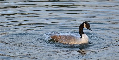 Canada Goose