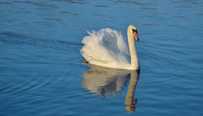 Mute Swan