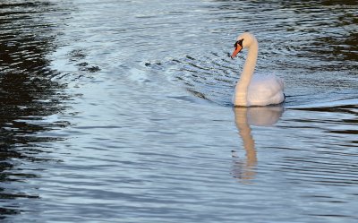 Mute Swan