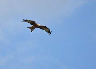 Red Kite - Taken over Hammerton Wildlife Park