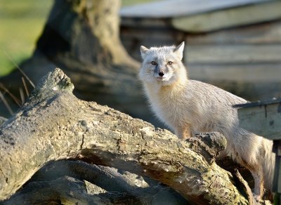 _DSC4774.jpg