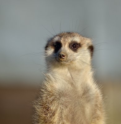 Hammerton Zoo