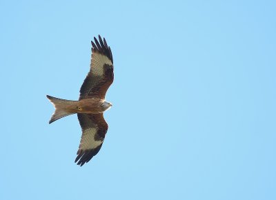 Red Kite - Taken over Hammerton Wildlife Park