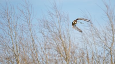 _DSC5488.jpg