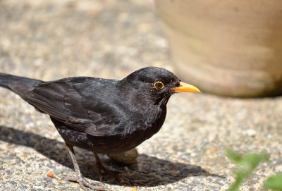 _DSC8663.jpg
