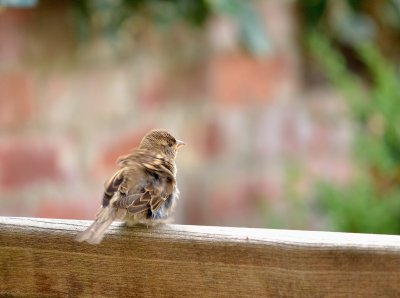 Fluffing up my feathers!