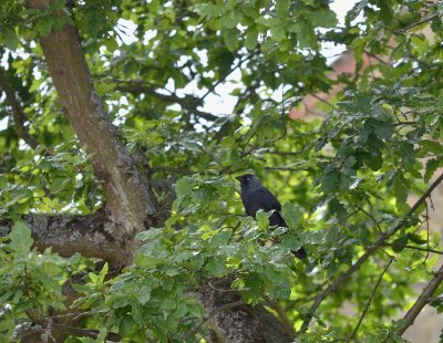 _DSC8698.jpg