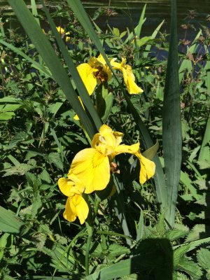 2015-05-17 3:00 pm