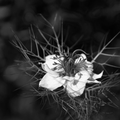_DSC6906b&w.jpg