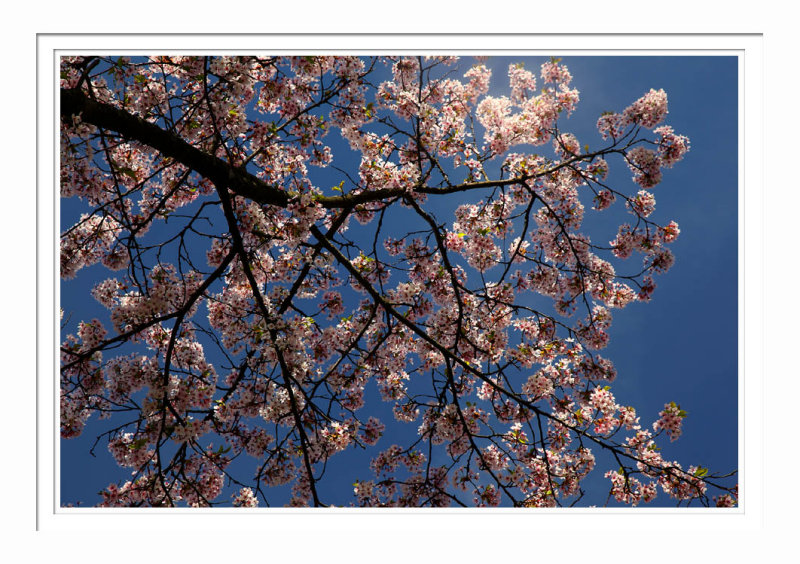 High Park Cherry Blossoms 2