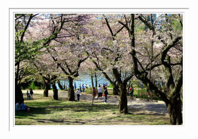 High Park Cherry Blossoms 1