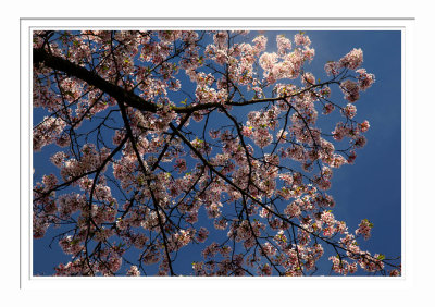 High Park Cherry Blossoms 2