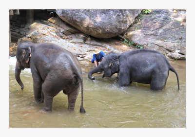 Maesa Elephant Camp 2
