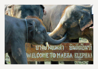 Maesa Elephant Camp 1