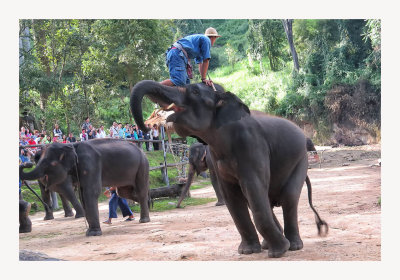 Maesa Elephant Camp 7
